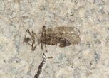 Double Fossil March Fly (Plecia) - Green River Formation #47159-2